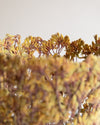 Large Orange Kangaroo Paw Flower by Shannon Clegg