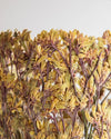 Large Orange Kangaroo Paw Flower by Shannon Clegg
