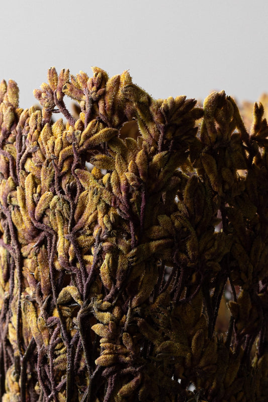 Orange Kangaroo Paw Flower by Shannon Clegg
