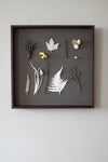 Imagined Herbarium (white fern) by Elaine Sheppard Bolt