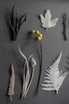 Imagined Herbarium (white fern) by Elaine Sheppard Bolt