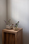 Pettit Vase Pique-Fleurs en Bassin
