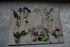 Pique-Fleurs Bassin Plateau