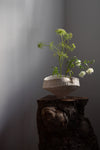 Vase / Vessel IV