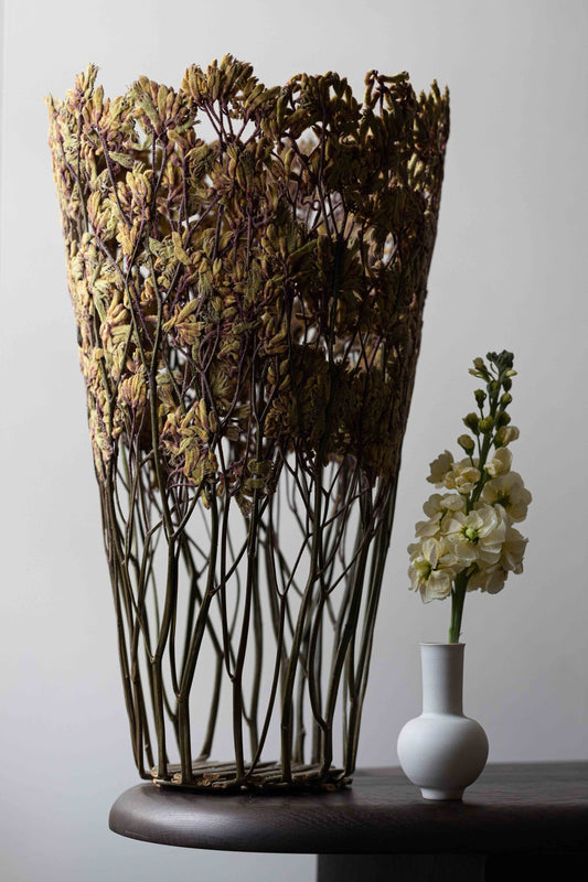Large Orange Kangaroo Paw Flower by Shannon Clegg