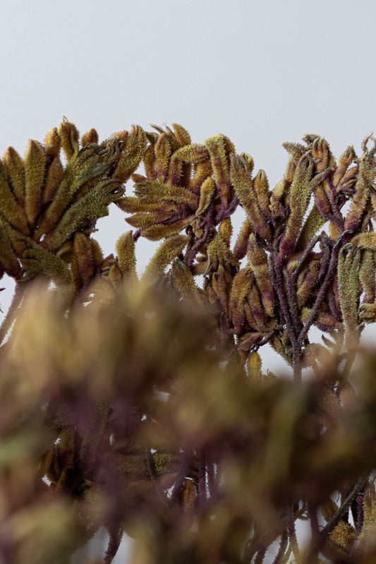 Large Orange Kangaroo Paw Flower by Shannon Clegg